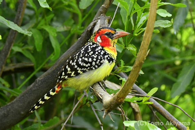 30　ホオアカオナガゴシキドリ　Red and Yellow Barbet